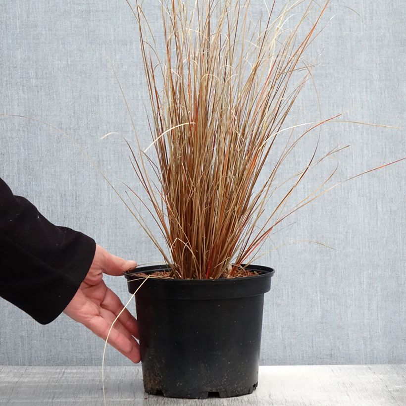 Exemplaar van Carex buchananii Red Rooster - Rode zegge Pot van 2 l/3 l zoals geleverd in de lente