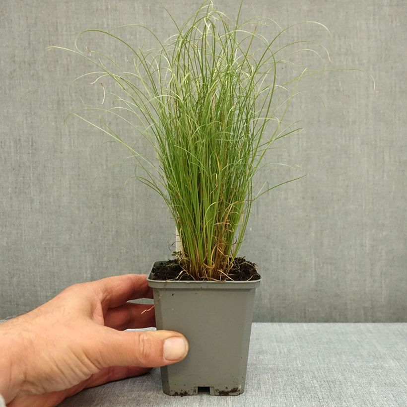 Exemplaar van Carex comans Amazon Mist - Zegge Kweekpotje van 8/9 cm zoals geleverd in de herfst