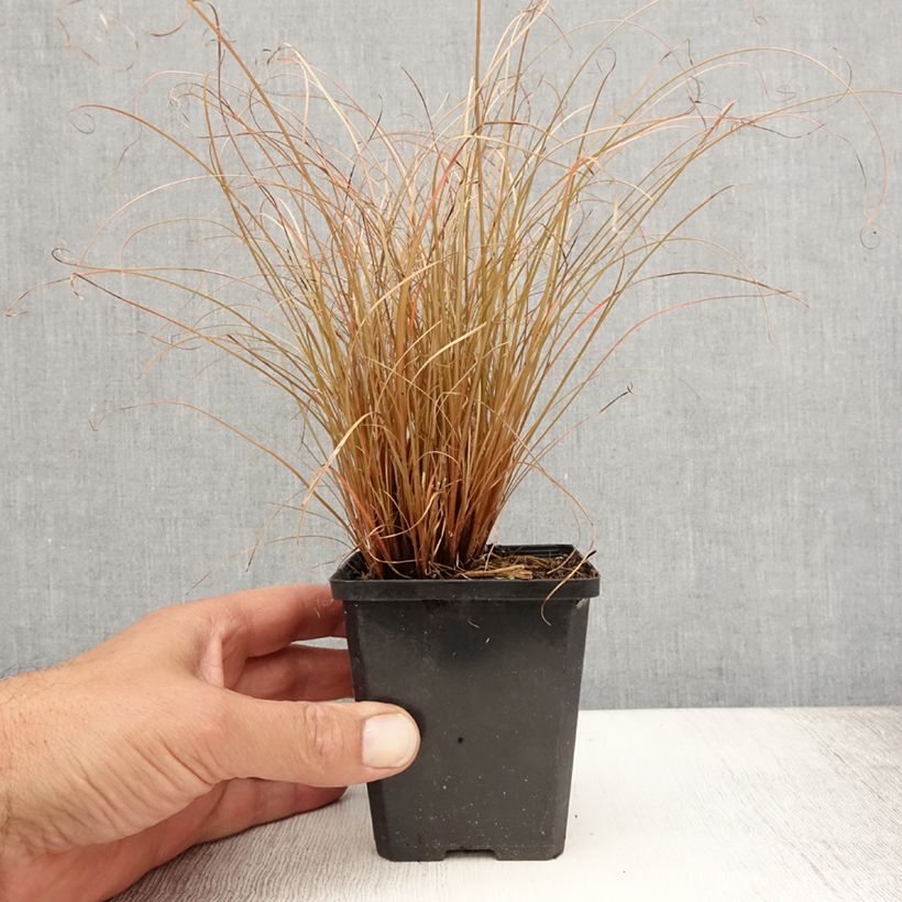 Exemplaar van Carex comans Bronco - Zegge Kweekpotje van 8/9 cm zoals geleverd in de zomer