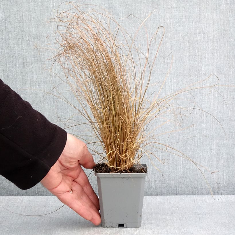 Exemplaar van Carex comans Bronco - Zegge Kweekpotje van 8/9 cm zoals geleverd in de lente