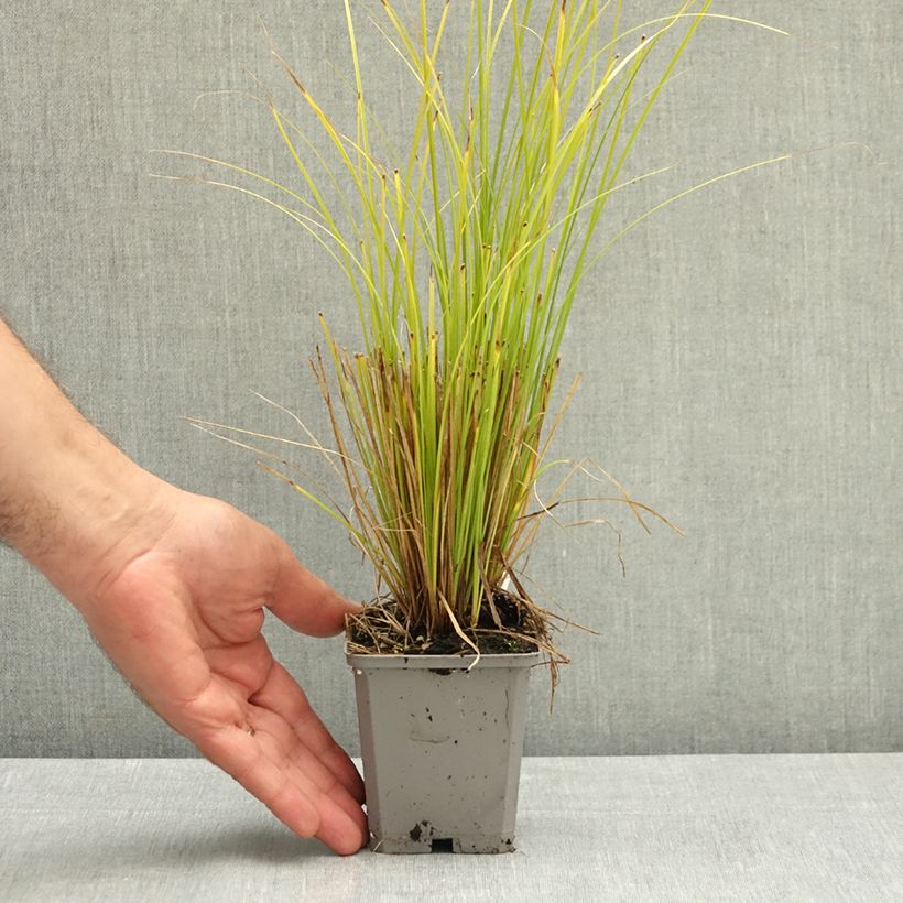 Exemplaar van Carex comans Phoenix Green - Zegge Kweekpotje van 8/9 cm zoals geleverd in de zomer