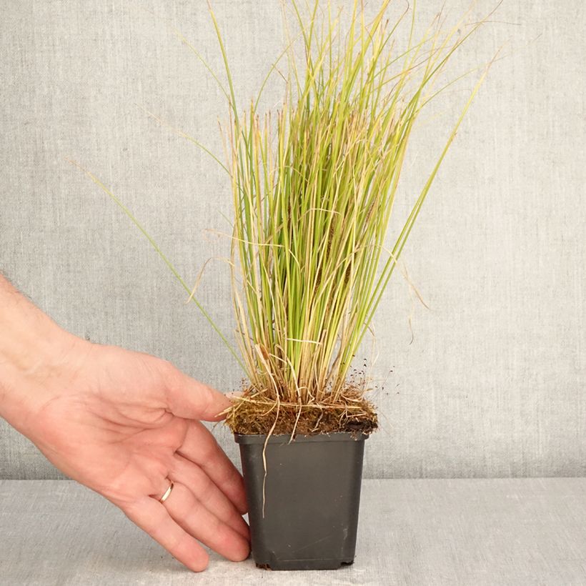 Exemplaar van Carex comans Phoenix Green - Zegge Kweekpotje van 8/9 cm zoals geleverd in de lente