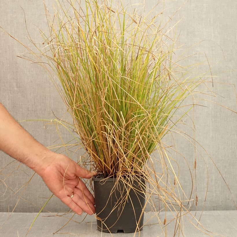 Exemplaar van Carex comans Phoenix Green - Zegge Pot van 1,5 l/2 l zoals geleverd in de zomer