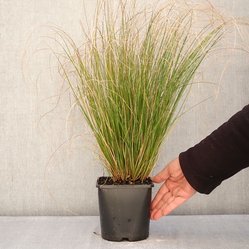Example of Carex comans Phoenix Green - Zegge Pot van 1,5 l/2 l as you get in hiver