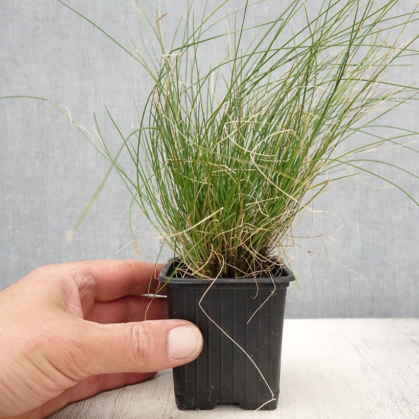 Example of Carex davalliana - Laîche de Davall Kweekpotje van 8/9 cm as you get in printemps