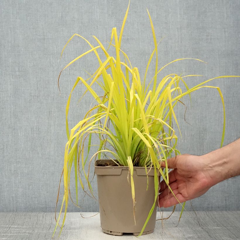 Exemplaar van Carex elata Aurea - Goudgerande zegge Pot van 2 l/3 l zoals geleverd in de zomer