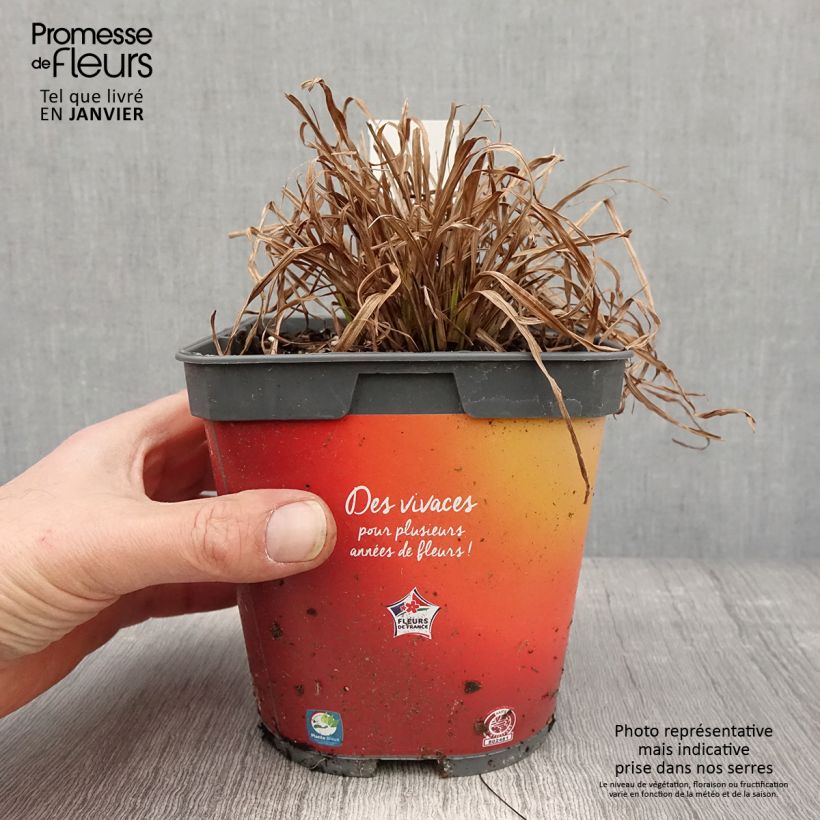 Example of Carex elata Aurea - Laîche dorée Pot van 2 l/3 l as you get in hiver
