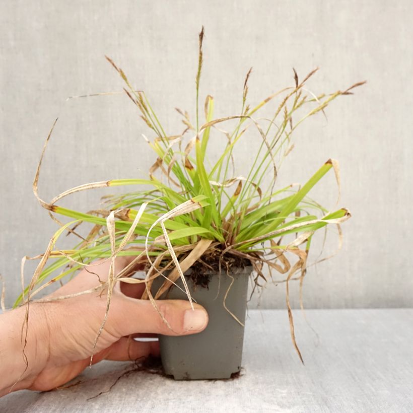 Exemplaar van Carex EVERCOLOR Everlite - Japanse zegge Kweekpotje van 8/9 cm zoals geleverd in de lente