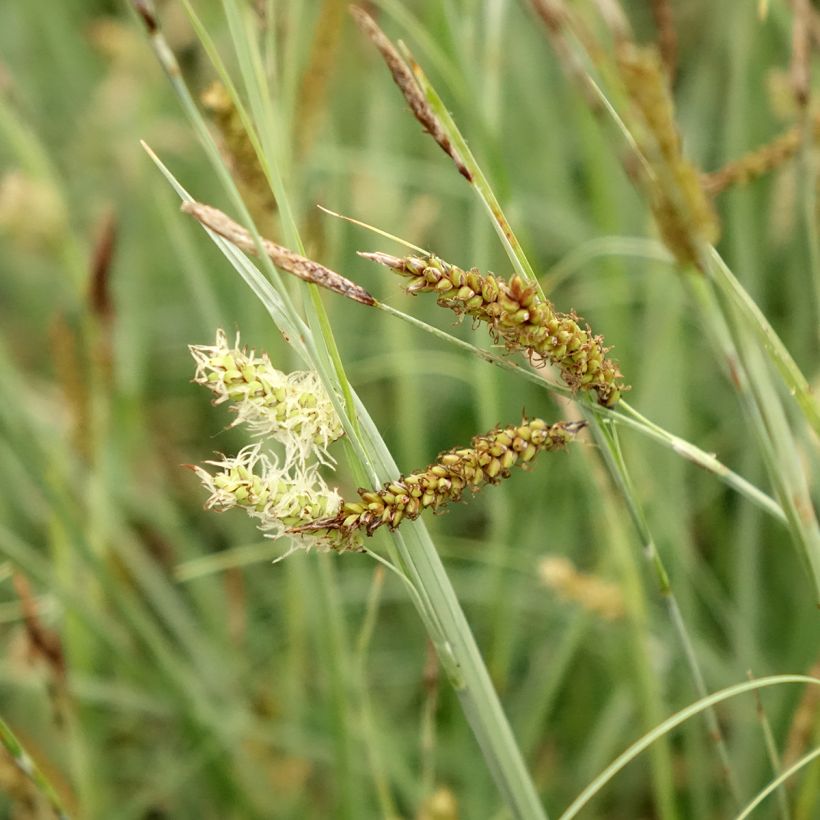 Carex flacca Blue Zinger - Zeegroene zegge (Bloei)
