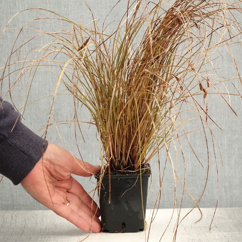 Exemplaar van Carex flagellifera Bronzita - Zegge Kweekpotje van 8/9 cm zoals geleverd in de zomer