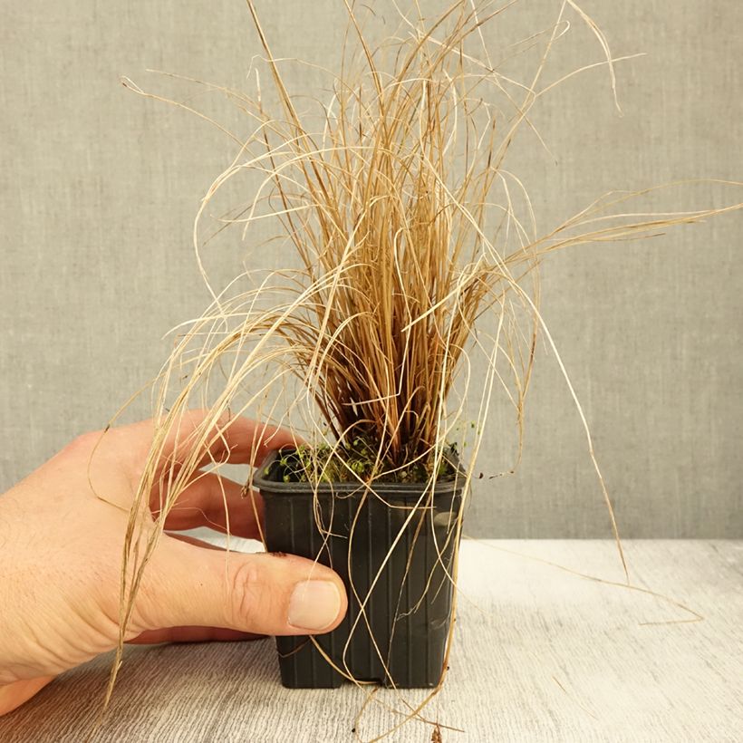 Exemplaar van Carex flagellifera - Zegge Kweekpotje van 8/9 cm zoals geleverd in de herfst