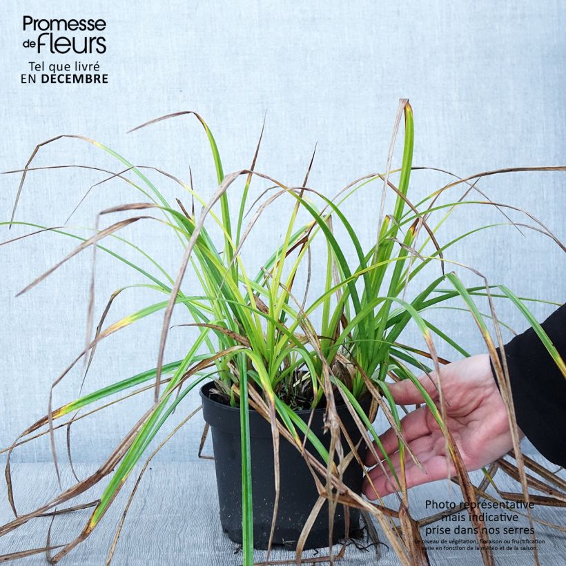 Exemplaar van Carex grayi - Morgensterzegge Pot van 2 l/3 l zoals geleverd in de herfst