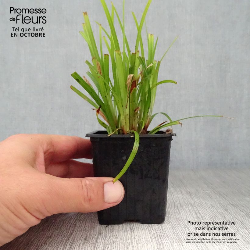 Exemplaar van Carex grayi - Morgensterzegge Kweekpotje van 8/9 cm zoals geleverd in de herfst