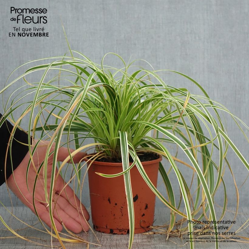 Exemplaar van Carex Feather Falls - Zegge Pot van 1 l/1,5 l zoals geleverd in de herfst