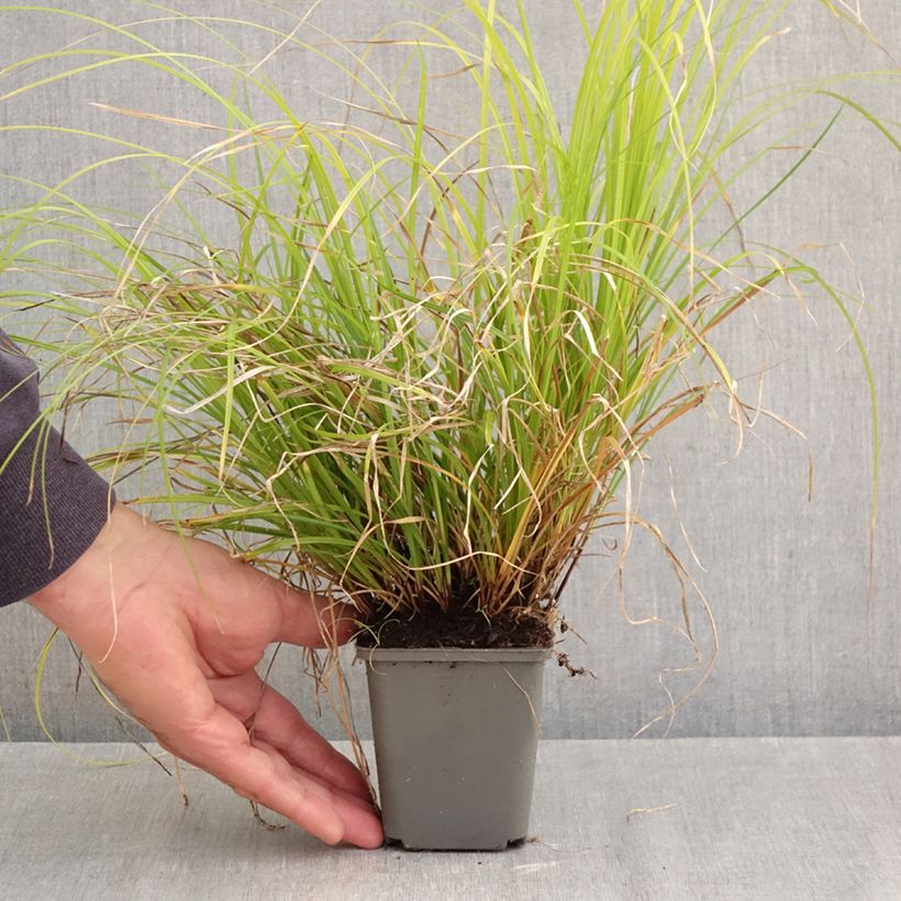 Exemplaar van Carex lenta Osaka - Zegge Kweekpotje van 8/9 cm zoals geleverd in de herfst