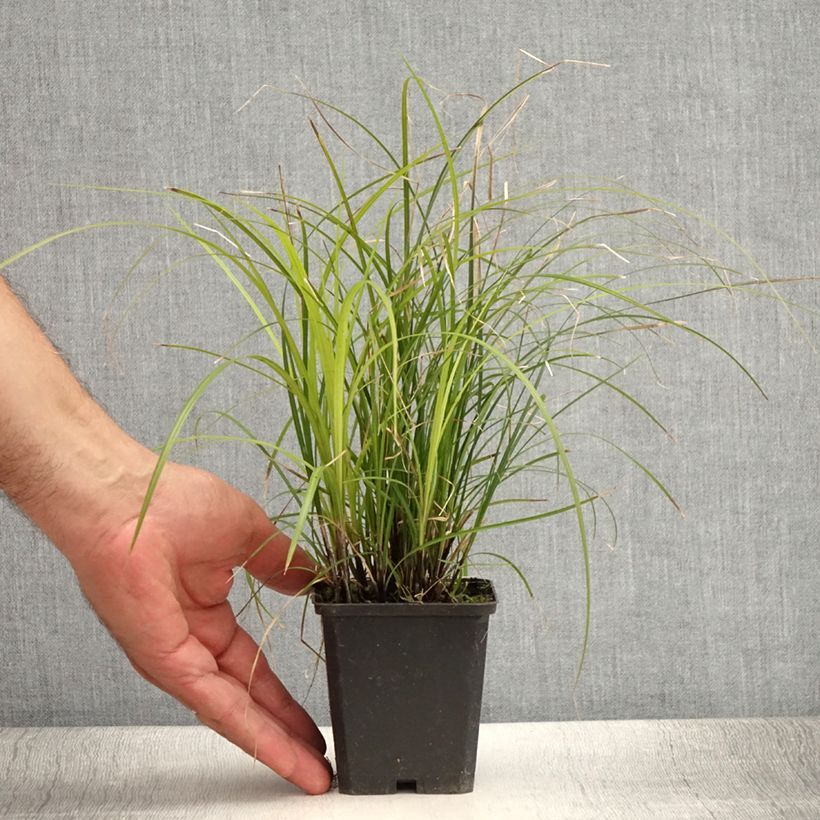 Exemplaar van Carex lenta Osaka - Zegge Kweekpotje van 8/9 cm zoals geleverd in de zomer