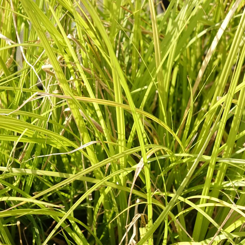 Carex lenta Osaka - Zegge (Blad)