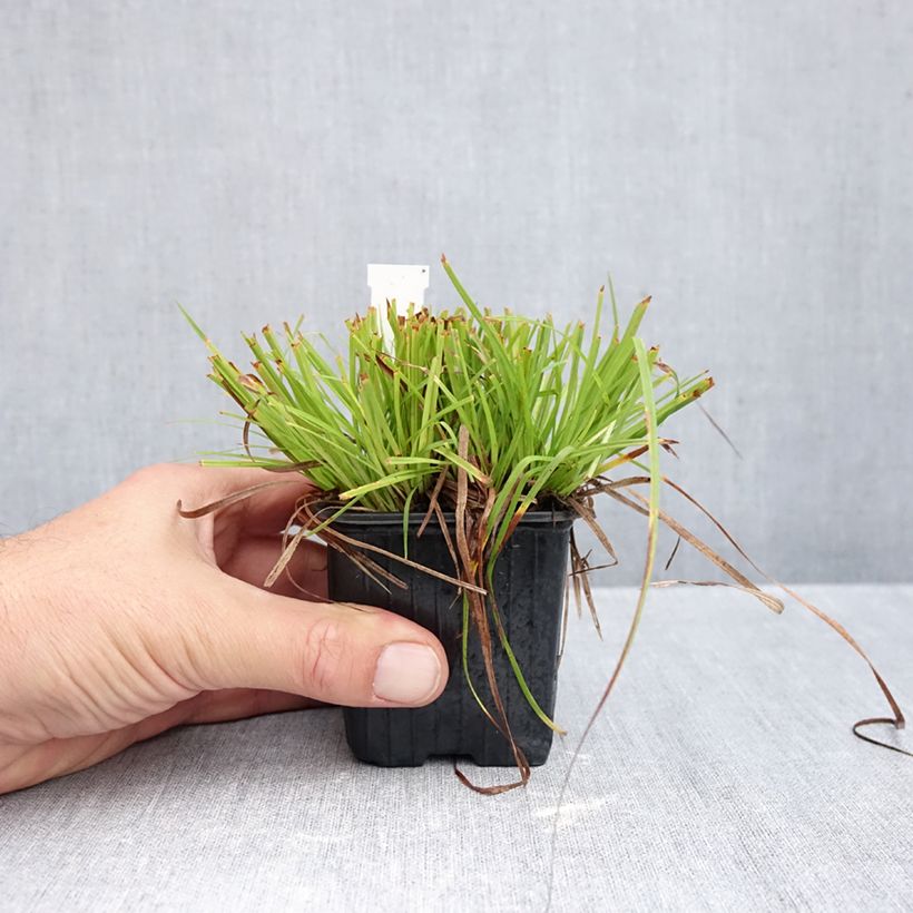 Exemplaar van Carex montana - Bergzegge Kweekpotje van 8/9 cm zoals geleverd in de herfst