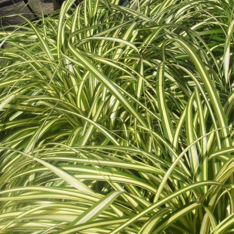 Carex morrowii Aureovariegata - Japanse zegge (Foliage)