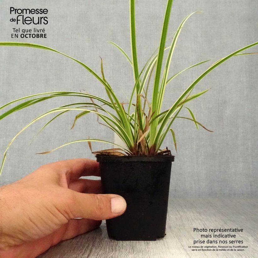 Exemplaar van Carex morrowii Goldband - Japanse zegge Kweekpotje van 8/9 cm zoals geleverd in de herfst