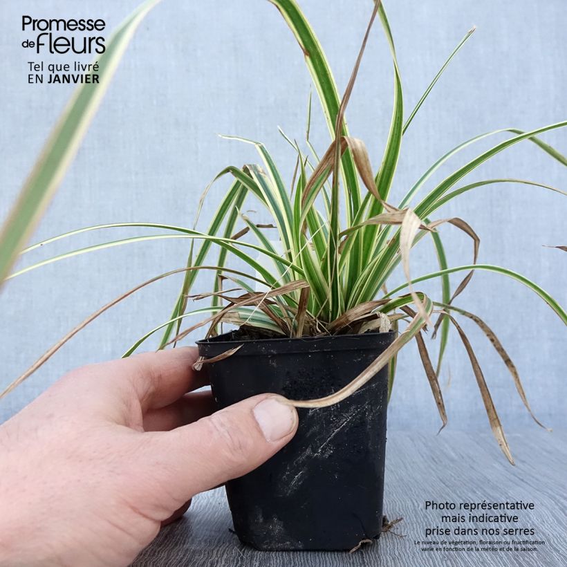 Example of Carex morrowii Goldband - Laîche du Japon Kweekpotje van 8/9 cm as you get in hiver