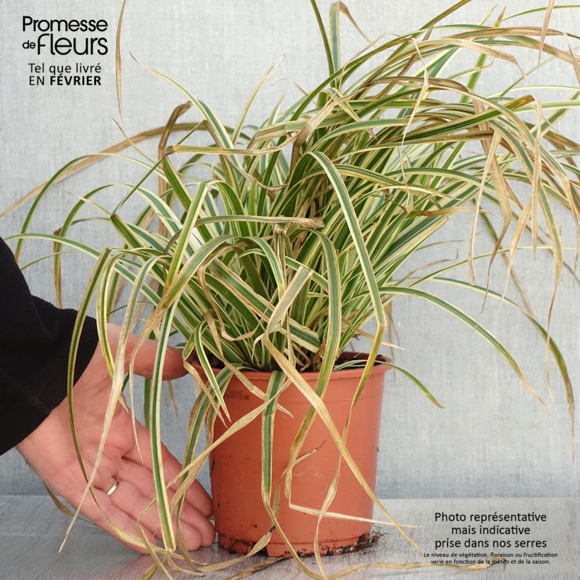 Example of Carex morrowii Goldband - Laîche du Japon Pot van 1 l/1,5 l as you get in hiver