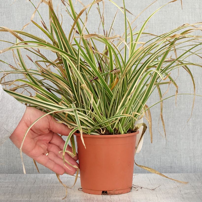 Exemplaar van Carex morrowii Goldband - Japanse zegge Pot van 1 l/1,5 l zoals geleverd in de lente