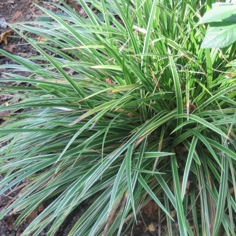 Carex morrowii Variegata - Japanse zegge (Plant habit)