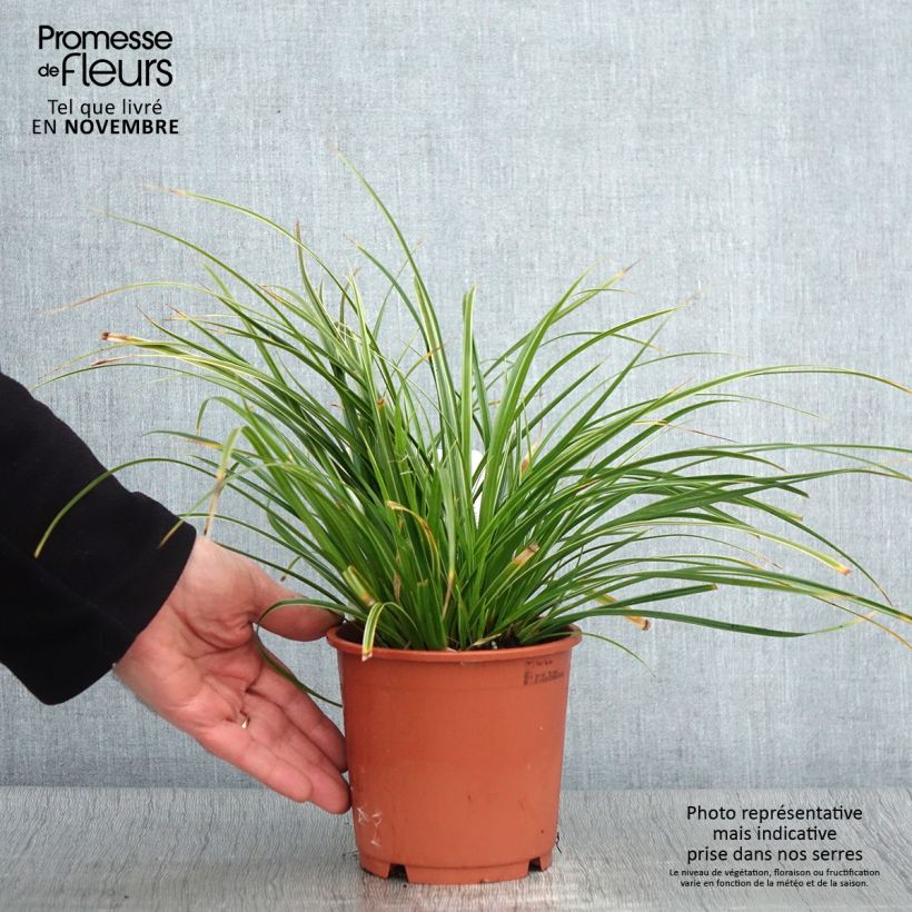 Exemplaar van Carex morrowii Variegata - Japanse zegge Pot van 1 l/1,5 l zoals geleverd in de herfst
