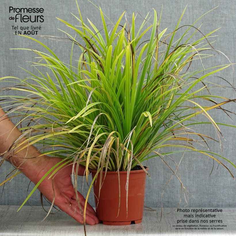 Exemplaar van Carex morrowii Variegata - Japanse zegge Pot van 1 l/1,5 l zoals geleverd in de zomer