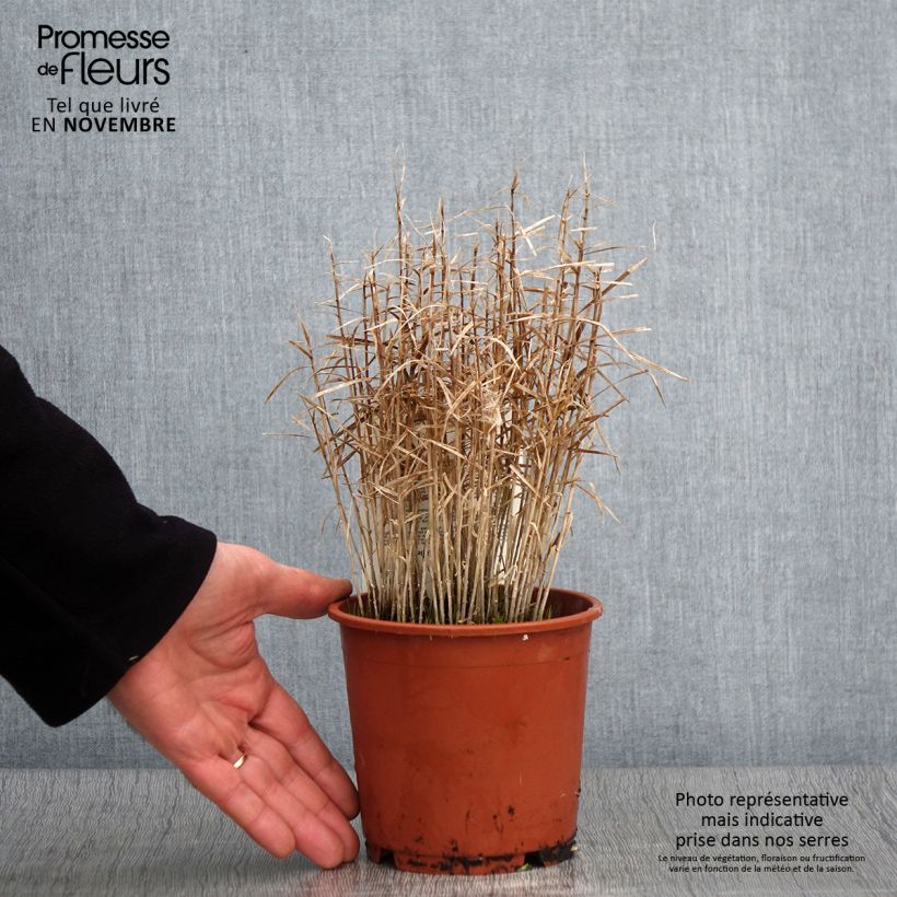 Exemplaar van Carex muskingumensis Little Midge - Palmzegge Pot van 1 l/1,5 l zoals geleverd in de herfst