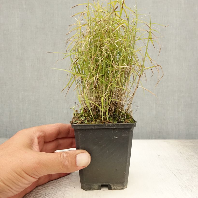 Exemplaar van Carex muskingumensis Little Midge - Palmzegge Kweekpotje van 8/9 cm zoals geleverd in de zomer