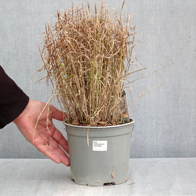 Exemplaar van Carex muskingumensis Little Midge - Palmzegge Pot van 3 l/4 l zoals geleverd in de herfst