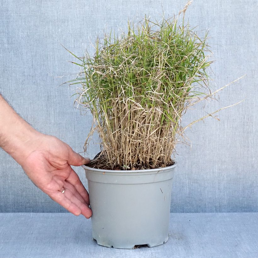 Exemplaar van Carex muskingumensis Little Midge - Palmzegge Pot van 3 l/4 l zoals geleverd in de zomer