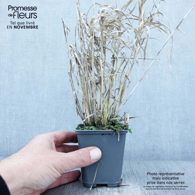 Exemplaar van Carex muskingumensis Oehme - Palmzegge Kweekpotje van 8/9 cm zoals geleverd in de herfst