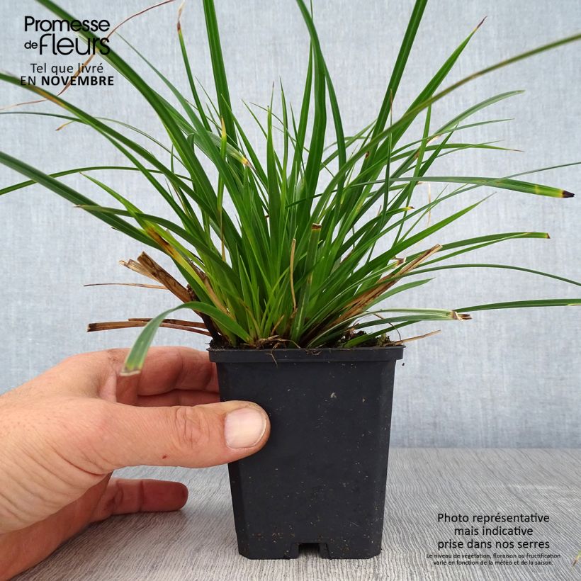 Exemplaar van Carex muskingumensis variegata - Palmzegge Kweekpotje van 8/9 cm zoals geleverd in de herfst