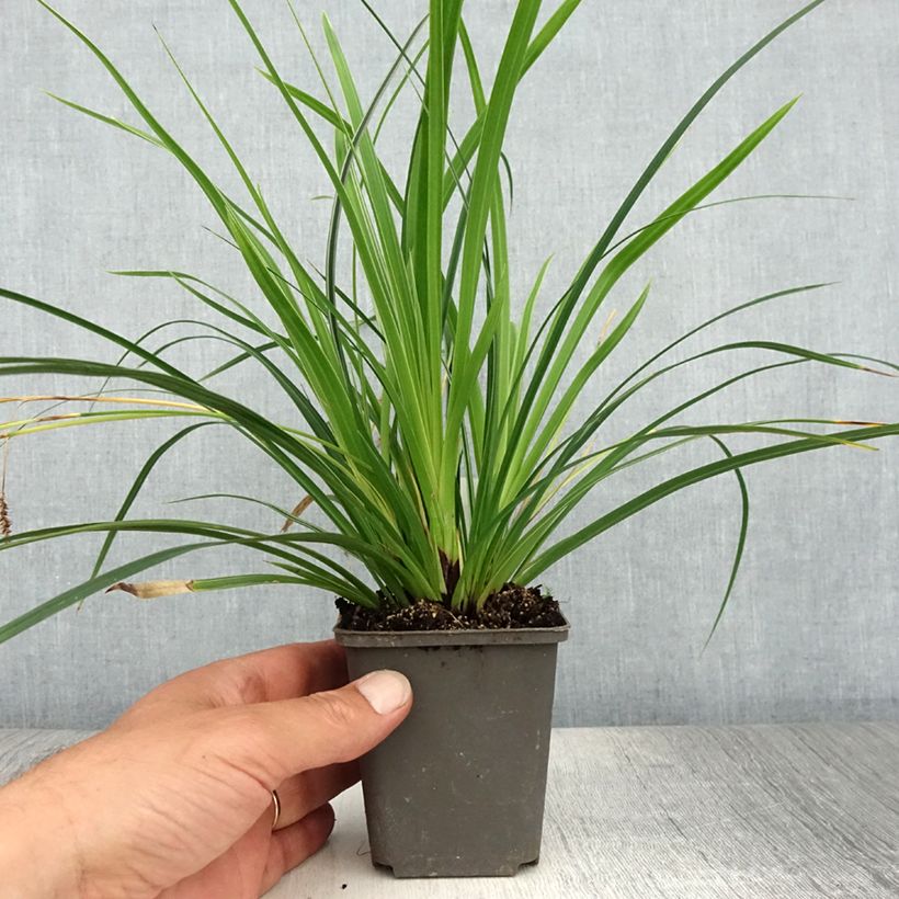 Exemplaar van Carex muskingumensis variegata - Palmzegge Kweekpotje van 8/9 cm zoals geleverd in de zomer