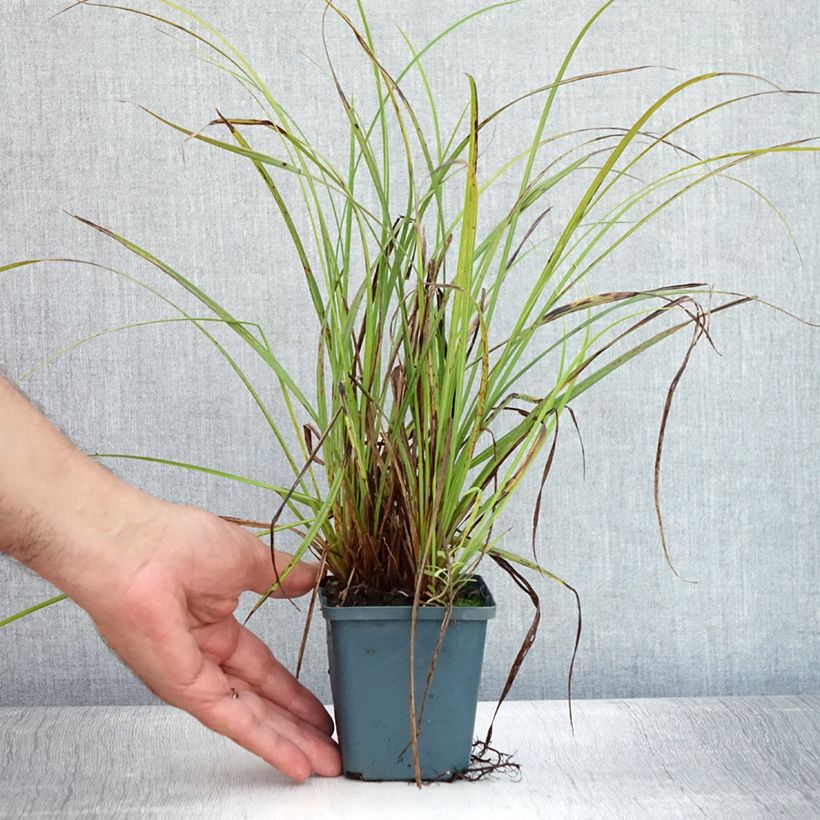 Exemplaar van Carex nigra - Zwarte zegge Kweekpotje van 8/9 cm zoals geleverd in de zomer