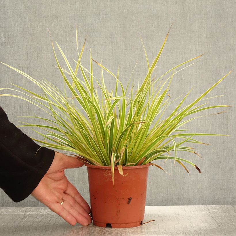Exemplaar van Carex oshimensis Everglow - Japanse zegge Pot van 1,5 l/2 l zoals geleverd in de herfst