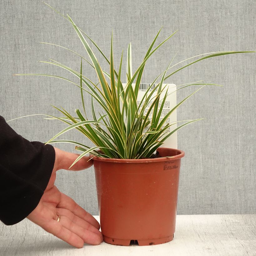 Exemplaar van Carex oshimensis Everglow - Japanse zegge Pot van 1,5 l/2 l zoals geleverd in de zomer