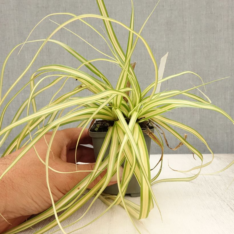 Exemplaar van Carex oshimensis Evergold - Japanse zegge Kweekpotje van 8/9 cm zoals geleverd in de zomer