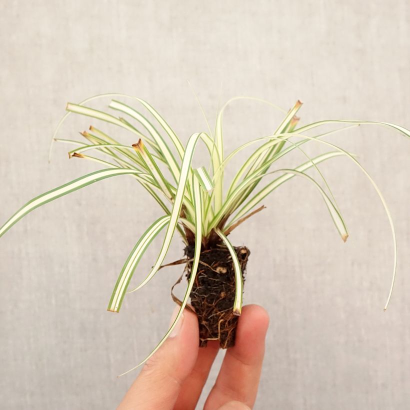 Exemplaar van Carex oshimensis Evergold - Japanse zegge Mini-mot Ø 3/4 cm zoals geleverd in de herfst