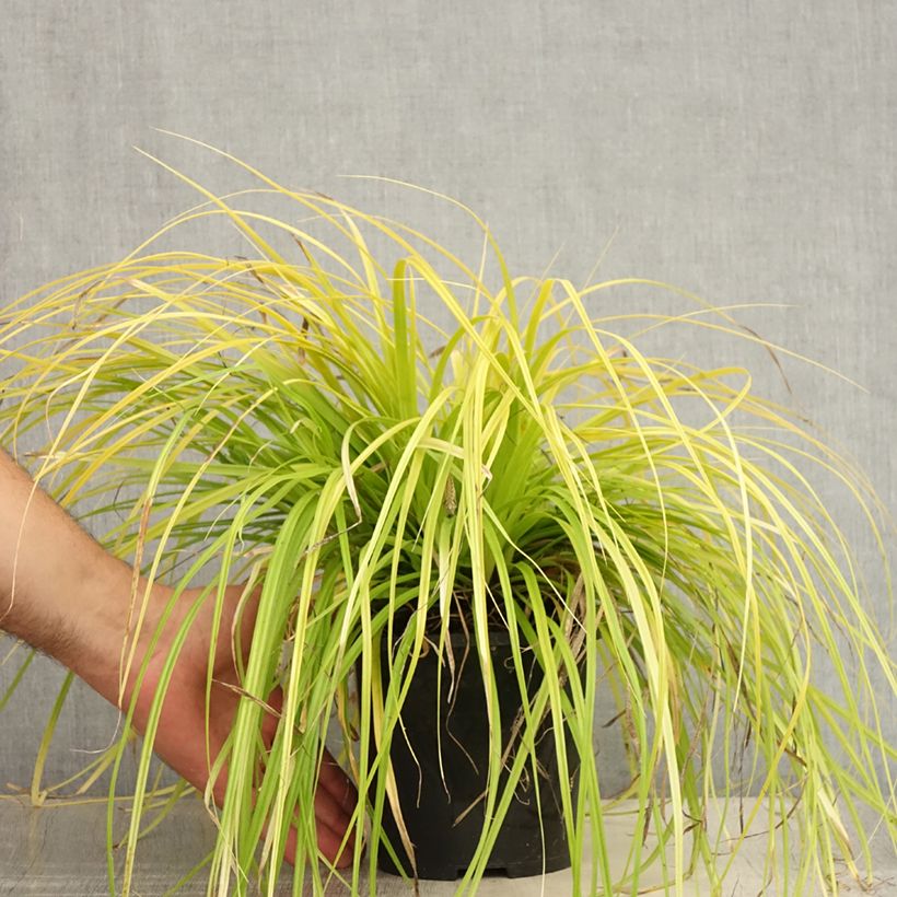 Exemplaar van Carex oshimensis Everillo - Japanse zegge Pot van 2 l/3 l zoals geleverd in de zomer