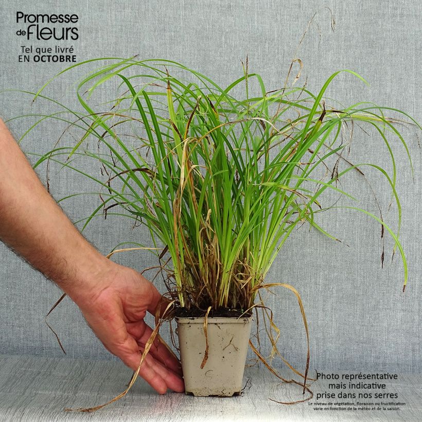 Exemplaar van Carex oshimensis EverColor Everlime - Japanse zegge Kweekpotje van 8/9 cm zoals geleverd in de herfst