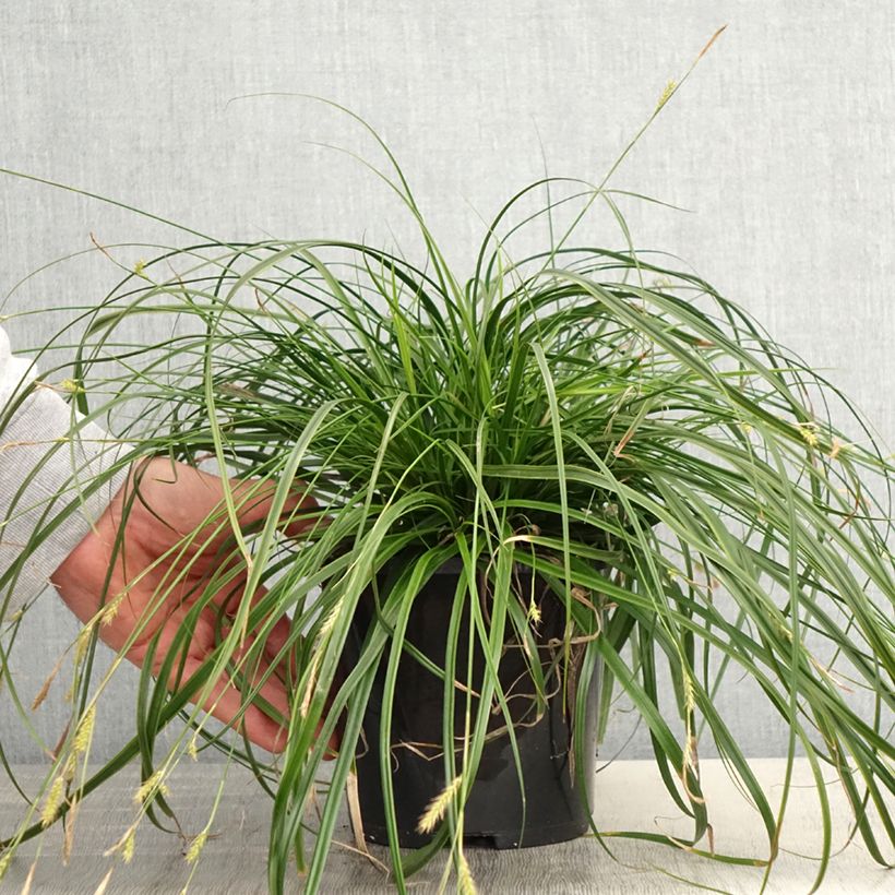 Exemplaar van Carex oshimensis EverColor Everlime - Japanse zegge Pot van 2 l/3 l zoals geleverd in de lente