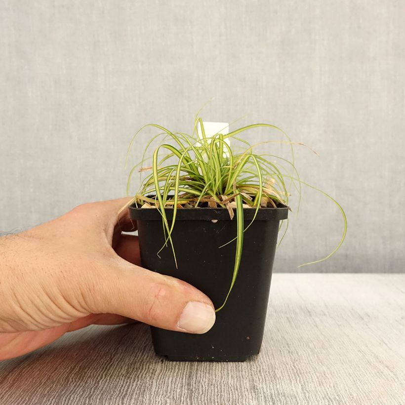 Exemplaar van Carex oshimensis EverColor Eversheen - Japanse zegge Kweekpotje van 8/9 cm zoals geleverd in de herfst