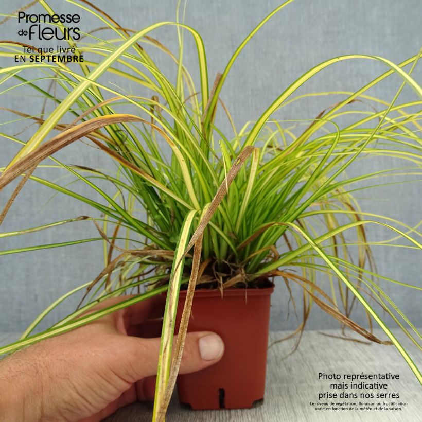 Exemplaar van Carex oshimensis EverColor Eversheen - Japanse zegge Kweekpotje van 8/9 cm zoals geleverd in de zomer