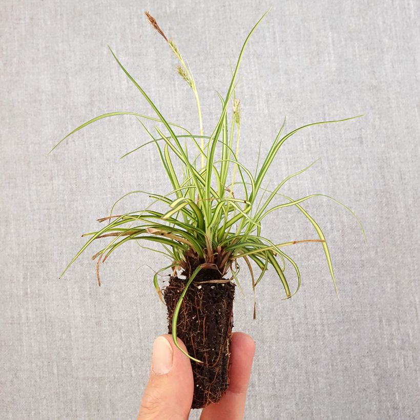 Example of Carex oshimensis Eversheen - Laîche d'Oshima Mini-mot Ø 3/4 cm as you get in printemps