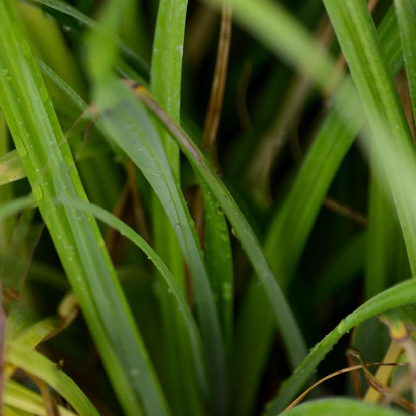 Carex pendula - Hangende zegge (Foliage)