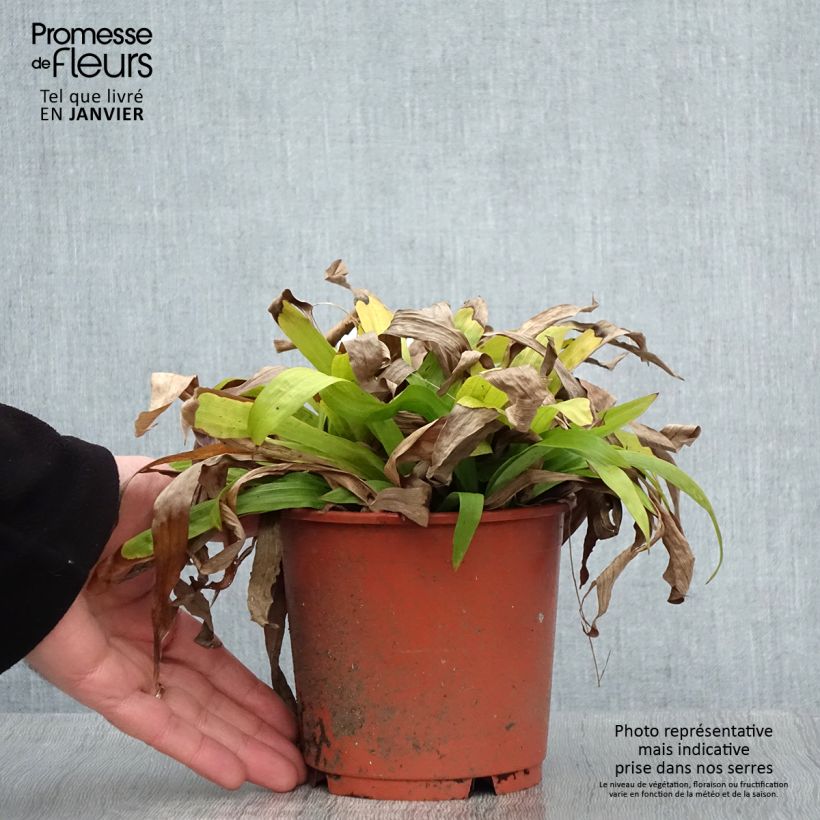 Example of Carex plantaginea - Laîche à feuilles larges Pot van 1 l/1,5 l as you get in hiver